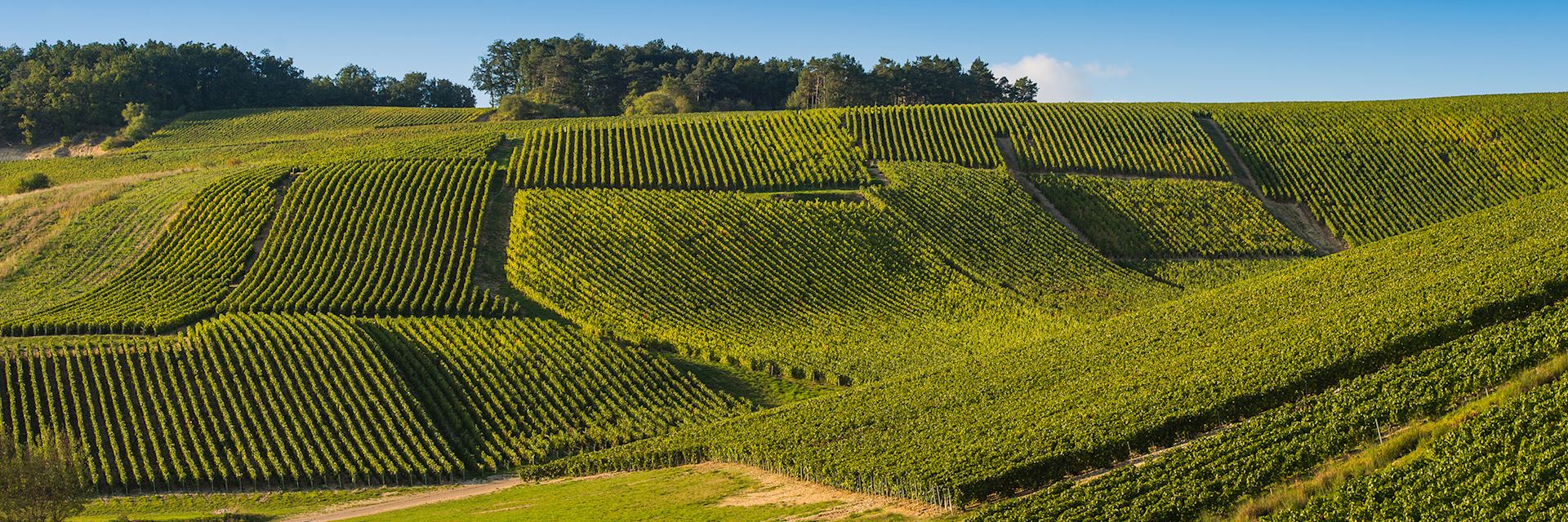 Champagne vineyards in the Cote des Bar area of Aube