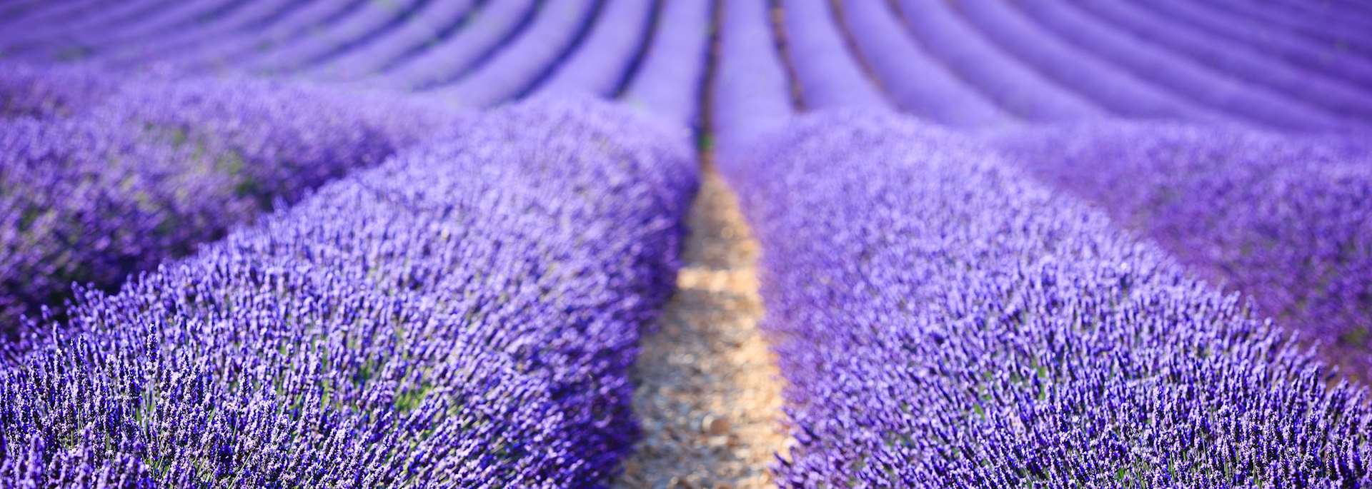 Lavender field, Provence