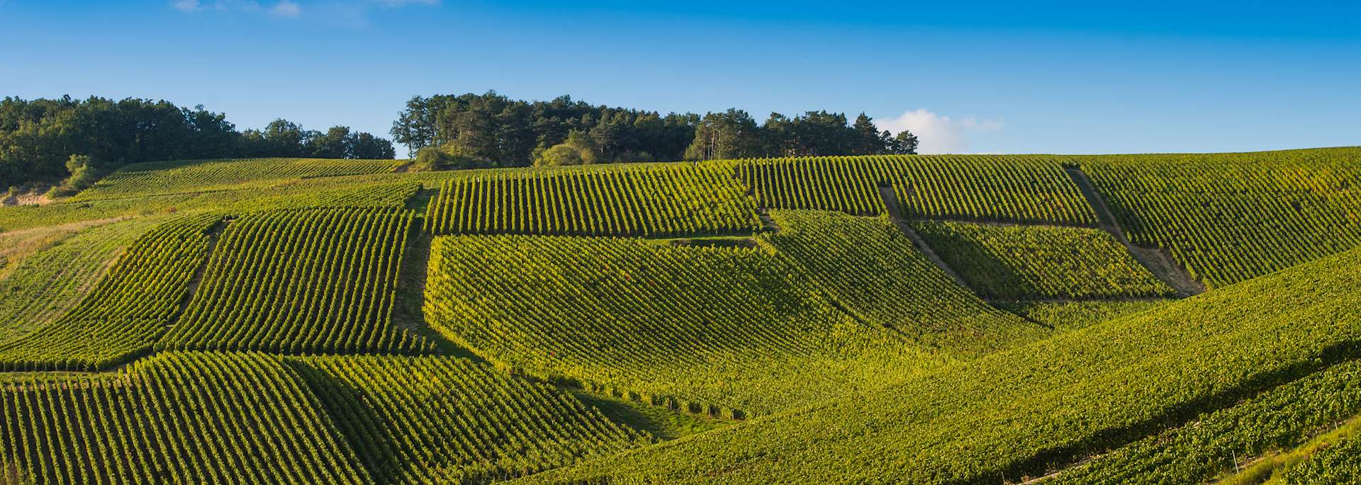 Champagne vineyards in the Cote des Bar area of Aube