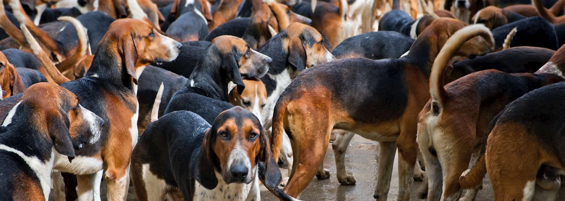 Hunting dogs, Château de Cheverny