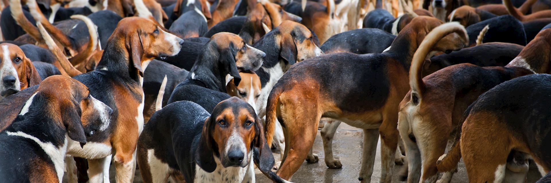 Hunting dogs, Château de Cheverny