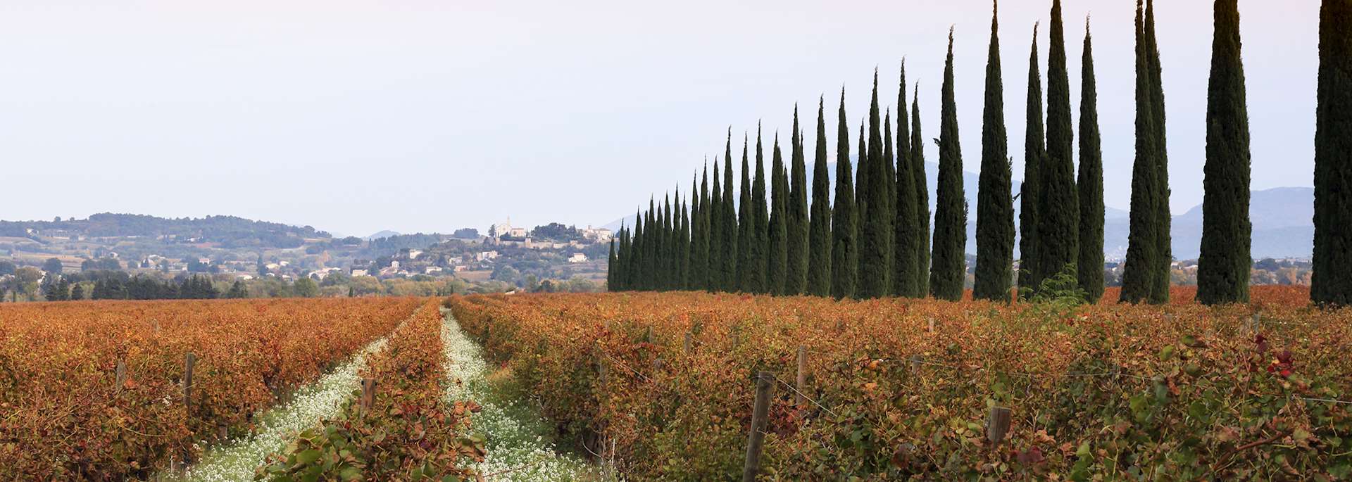 Autumn vineyard at sunset
