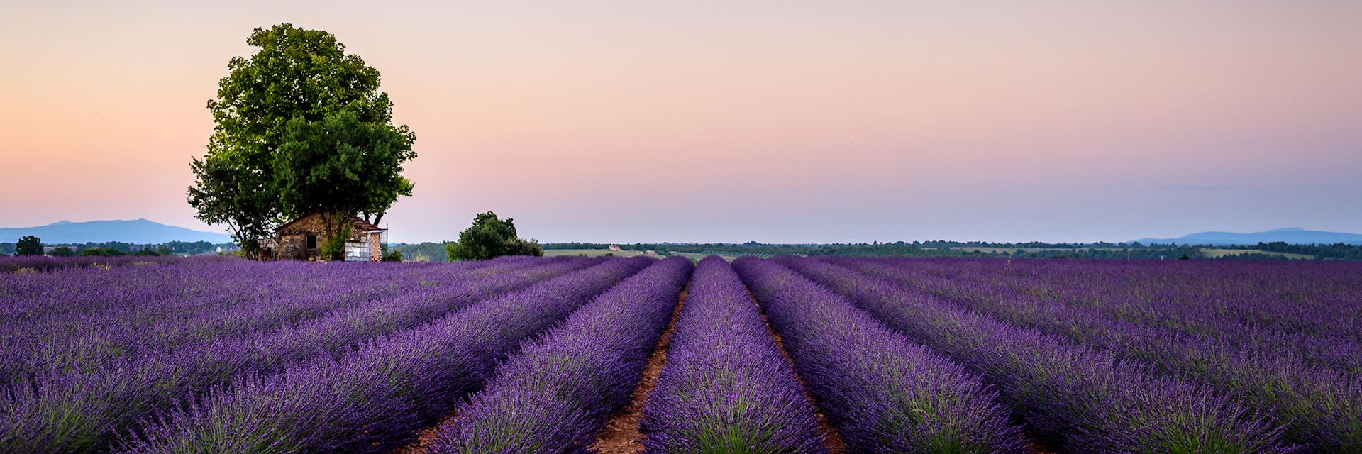 House in field of lavendar, Provence