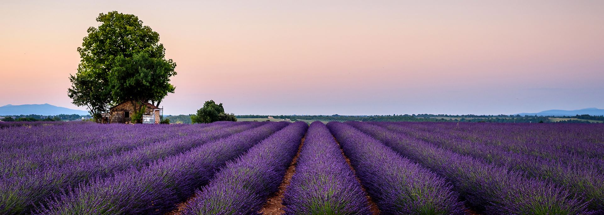 House in field of lavendar, Provence