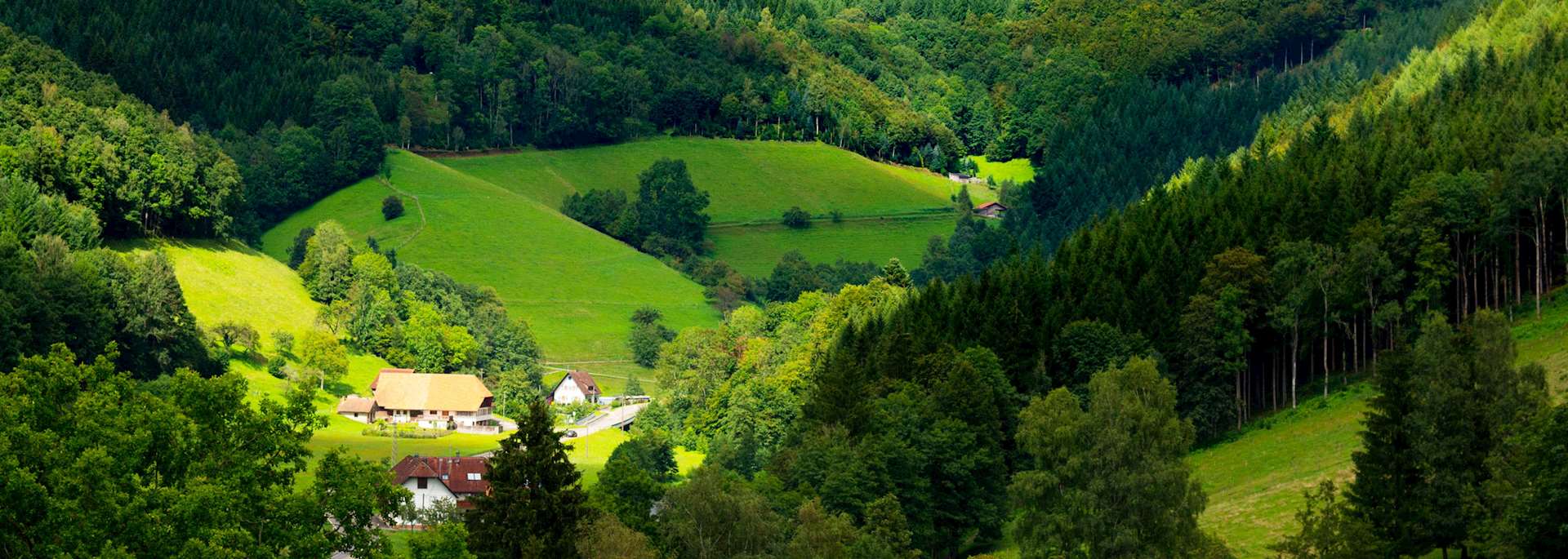 The Black Forest
