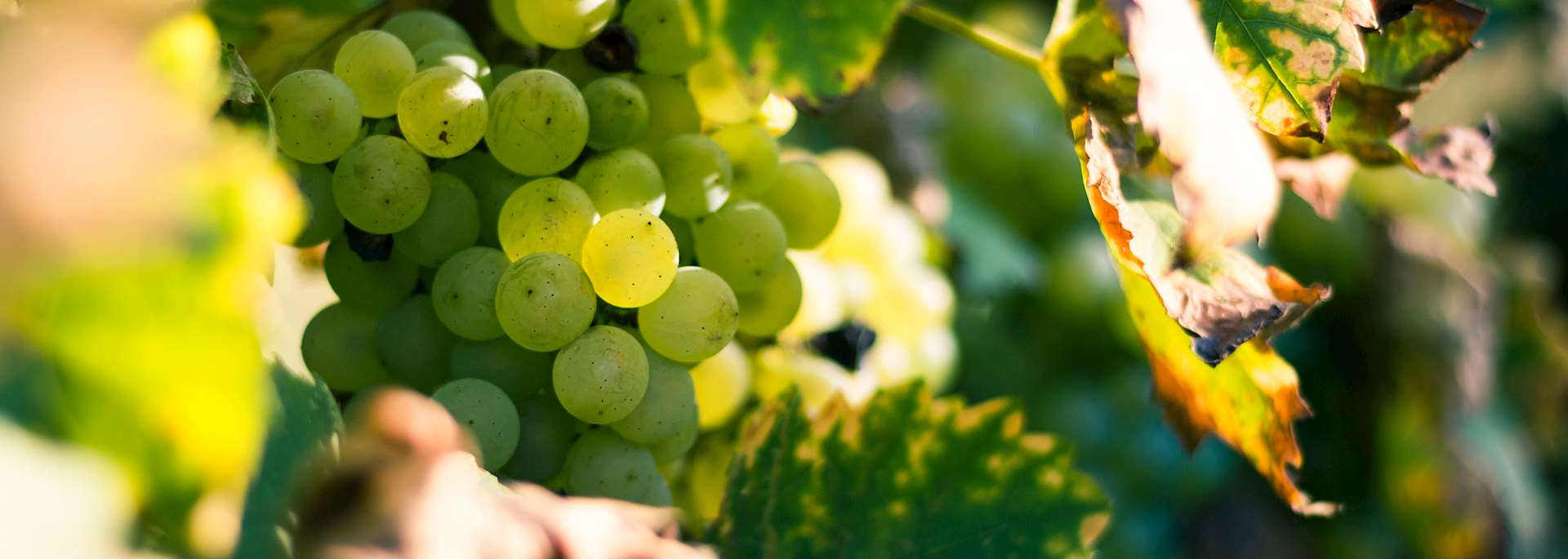 Grapevine, Santorini