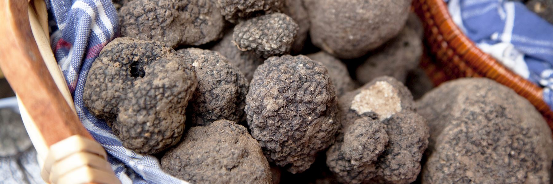 Truffle hunting and the Mushroom Museum Audley Travel