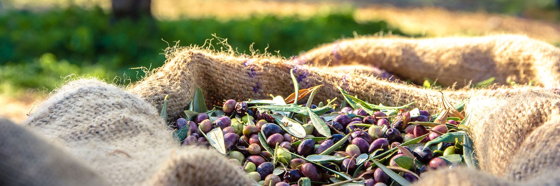 Harvested fresh olives
