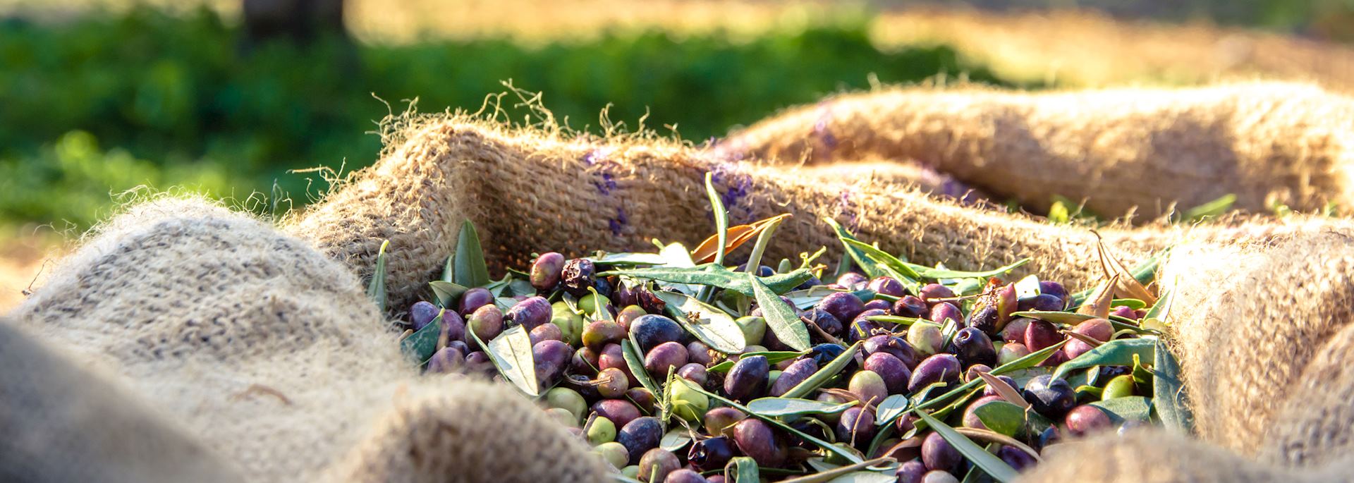 Harvested fresh olives, Crete