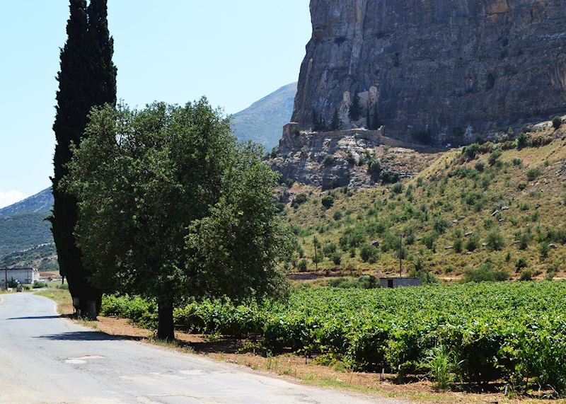 Vineyards, Ktima Bairaktaris