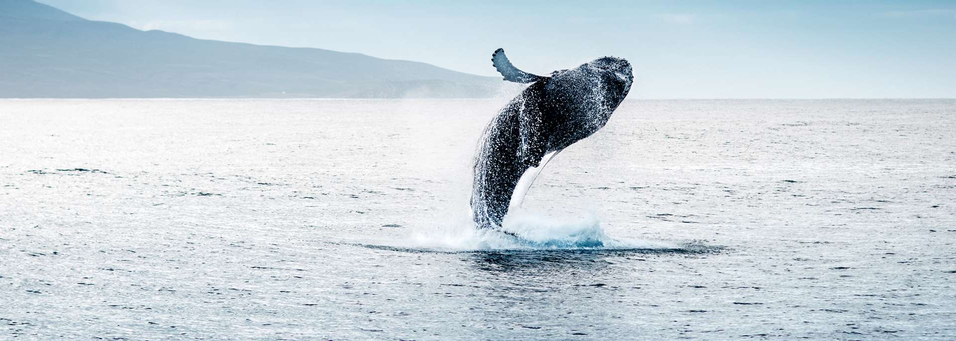 Humpback whale