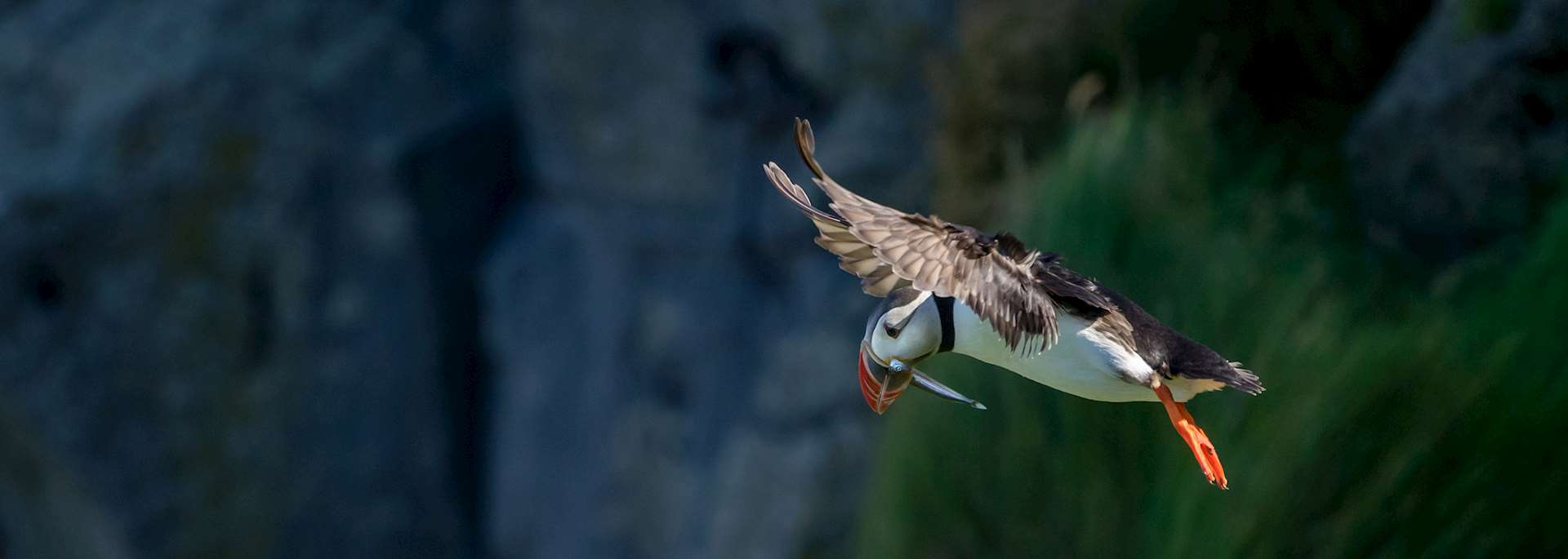 Puffin, Ingólfshöfði