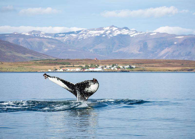 Humpback whale off the Iceland coast