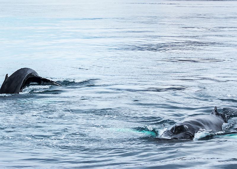 Humpback whales, Eyjafjörður Fjord