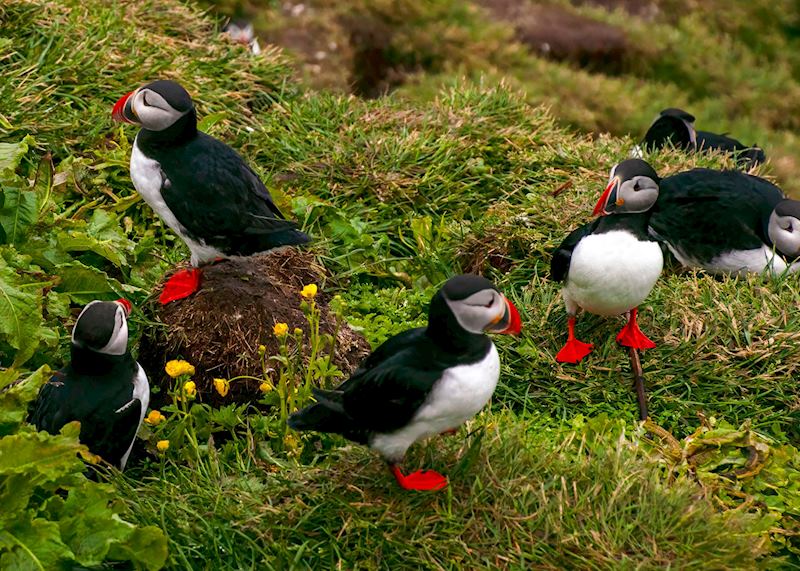 Puffins, Hafnarhólmi