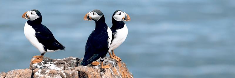 Puffins, Iceland