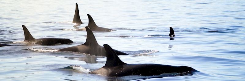 Orca, Snæfellsnes