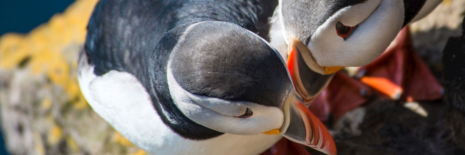 Puffins
