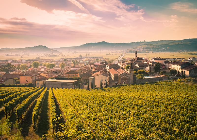 Vineyards in Soave near Verona