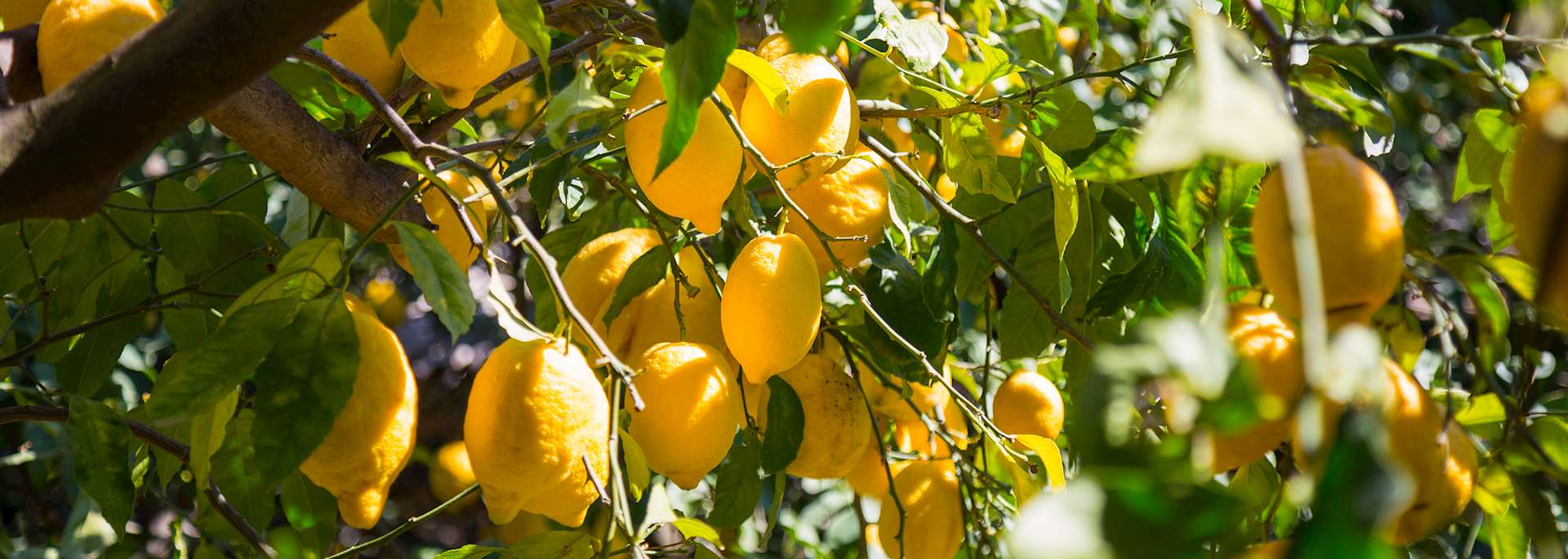 Lemon trees, Sorrento