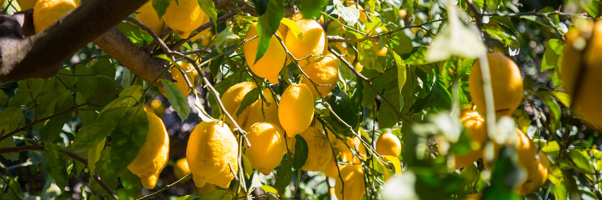Lemon trees, Sorrento