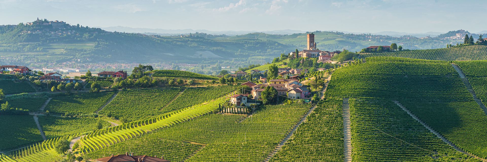 Vineyards in the Langhe region, Piedmont