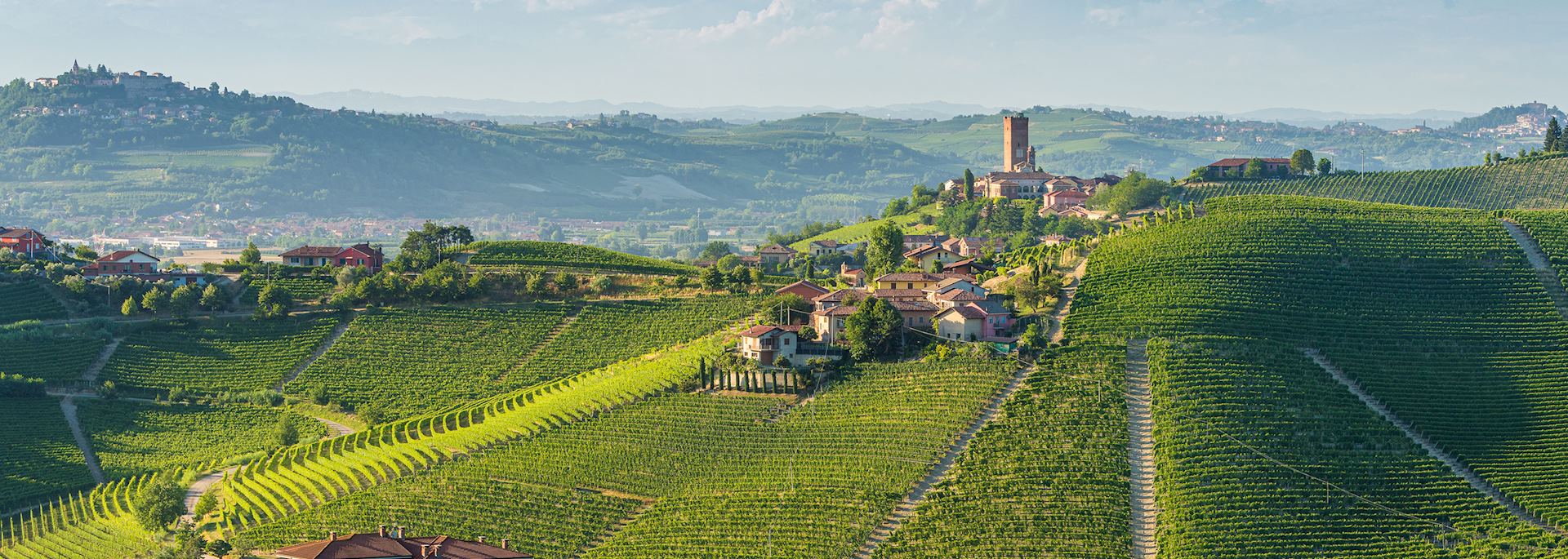 Vineyards in the Langhe region, Piedmont