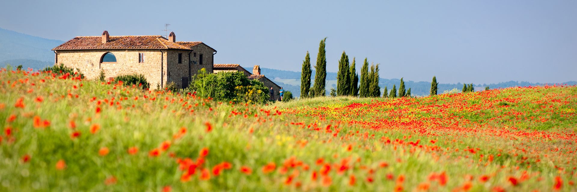 Poppies growing in Tuscany