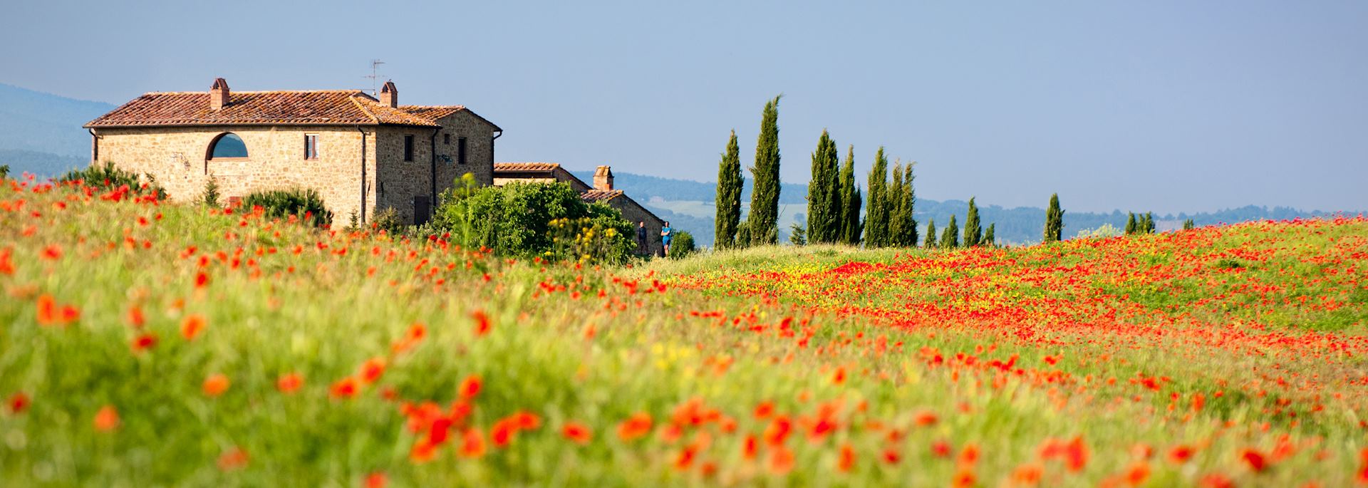 Poppies growing in Tuscany