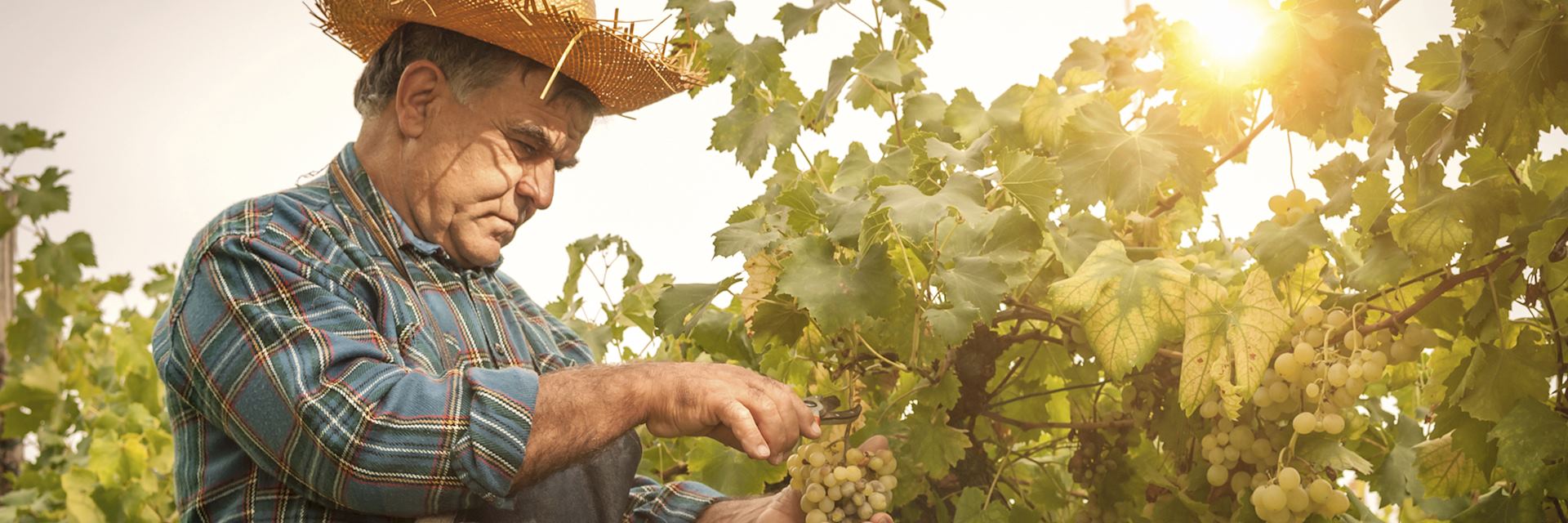 Farmer harvesting grapes, Tuscany, Italy