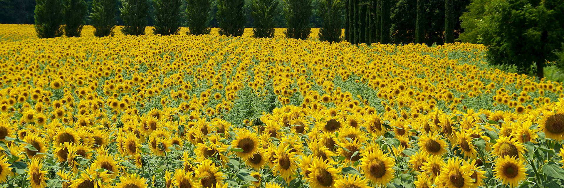 Sunflowers, Tuscany