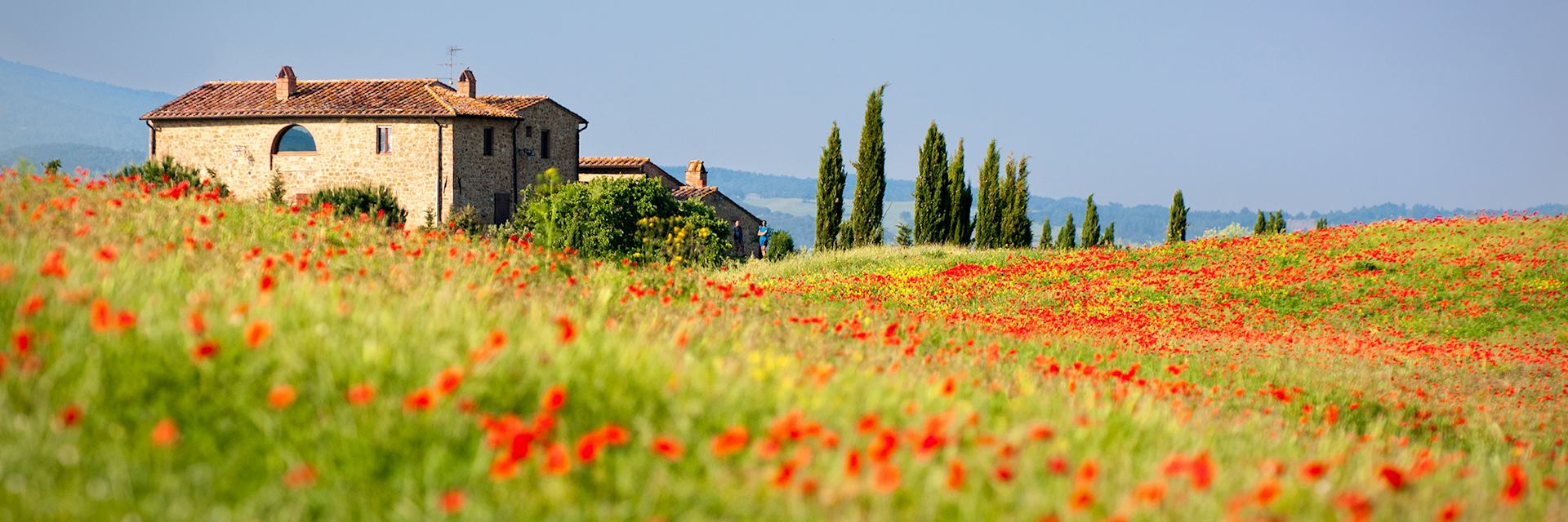 Red poppies, Tuscany, Italy