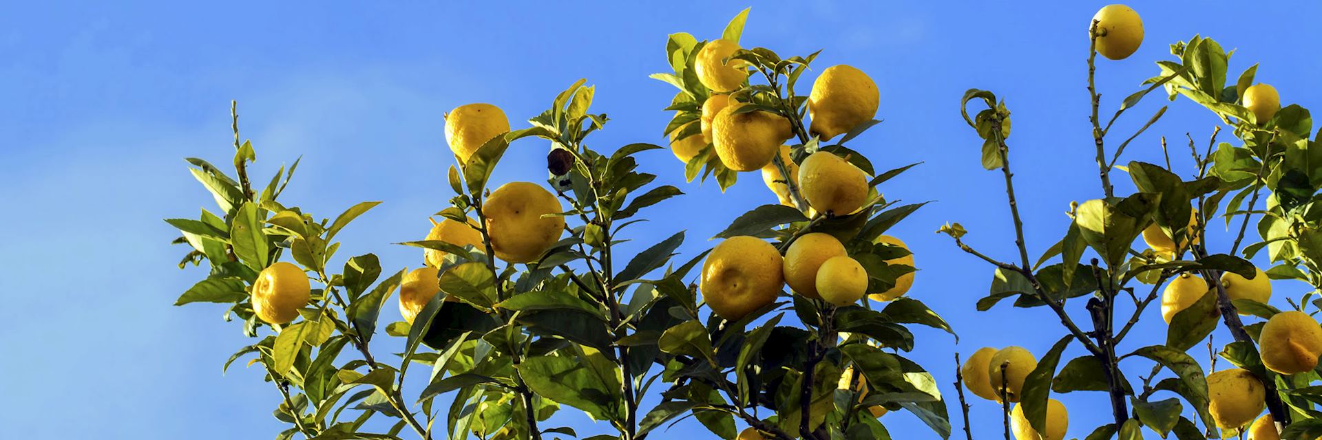 Lemon trees, Sorrento