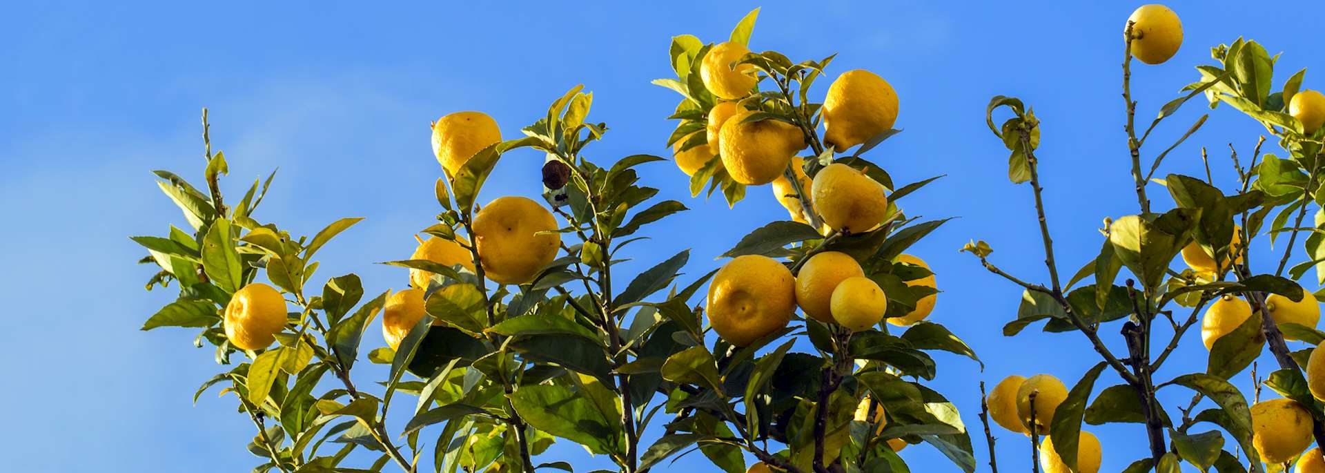 Lemon trees, Sorrento