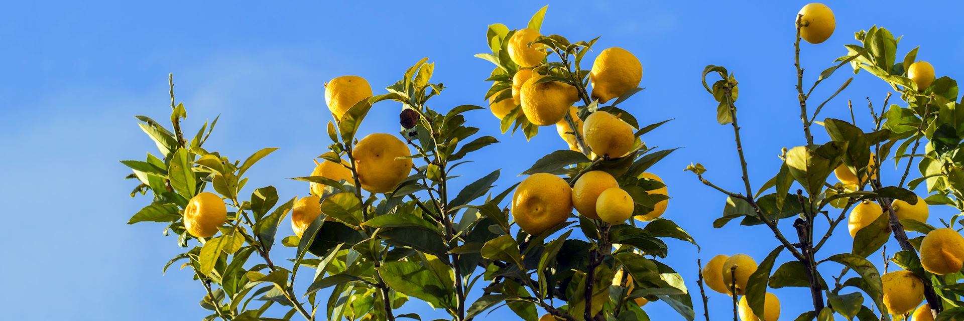 Lemon trees, Sorrento
