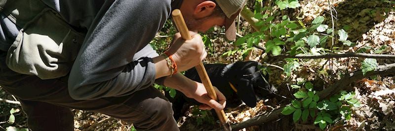 Truffle hunting near Palaia