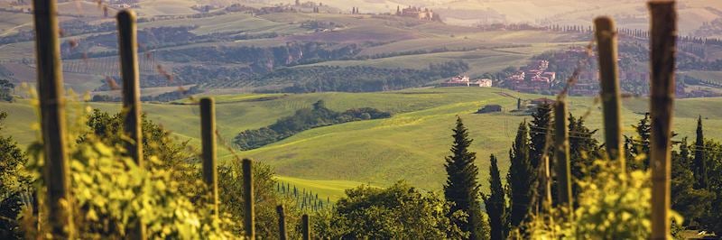 Vineyards, Chianti, Tuscany
