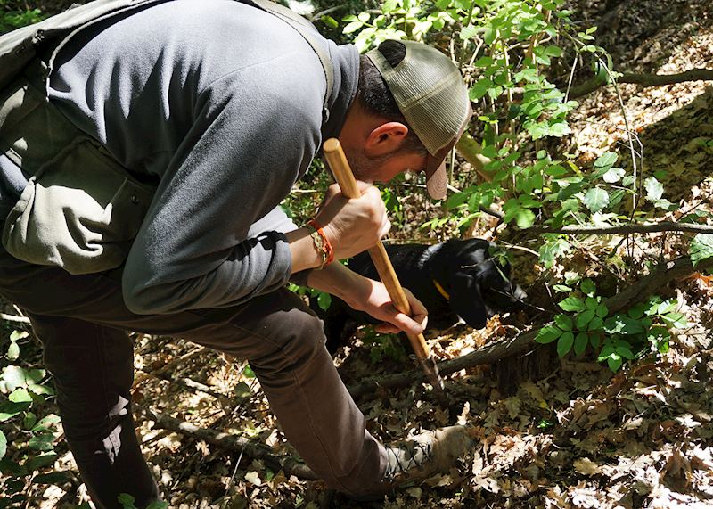 Truffle hunting, Tuscany