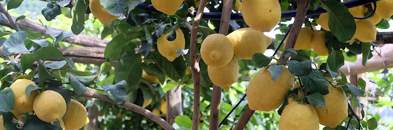Lemon grove on the Amalfi Coast