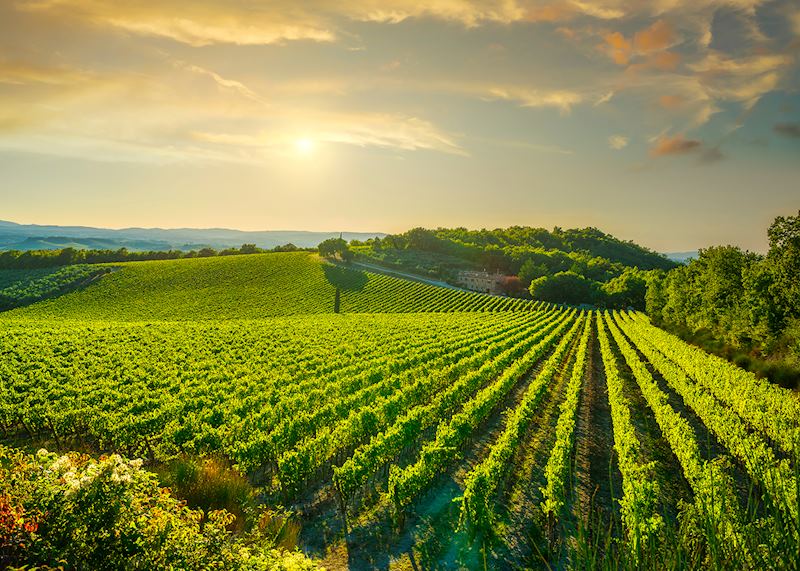 Vineyard, Chianti