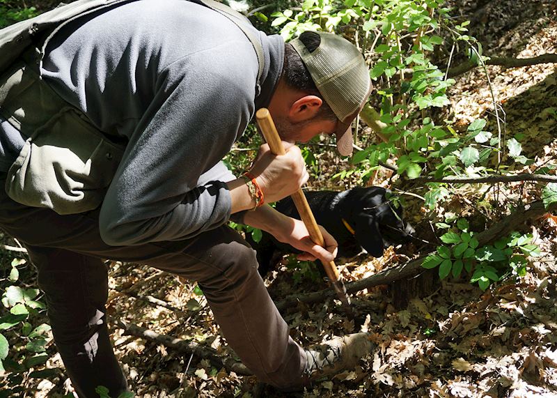 Truffle hunting, Tuscany