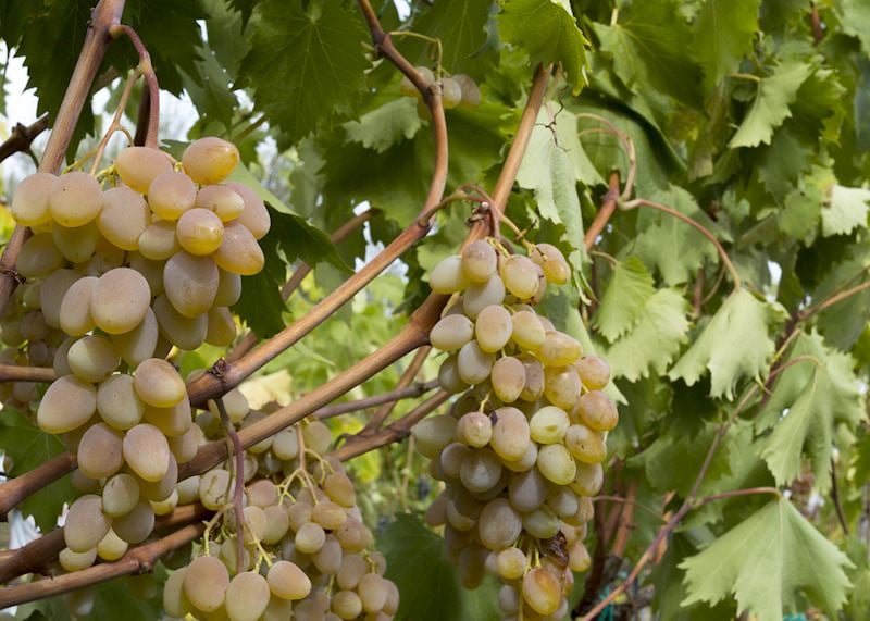 Vineyard on Mount Etna