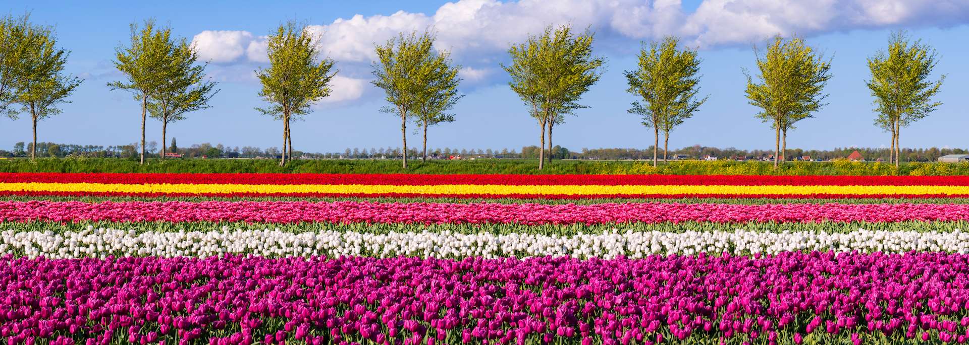 Tulips