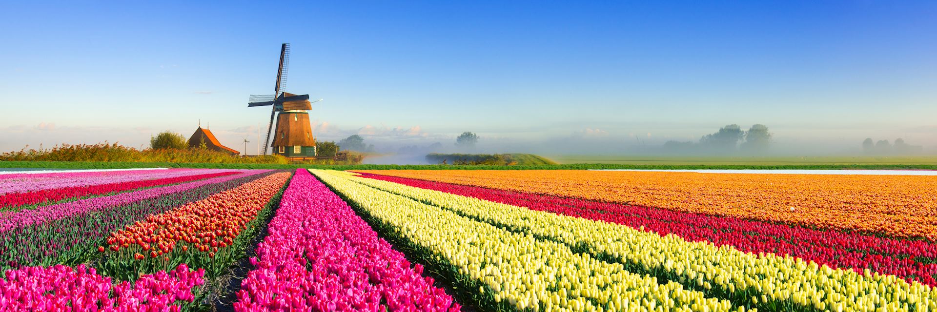 Spring, tulip field, Netherlands