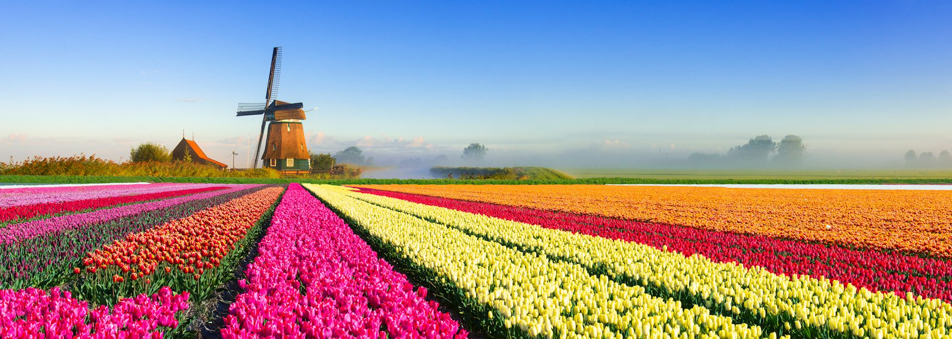 Spring, tulip field, Netherlands