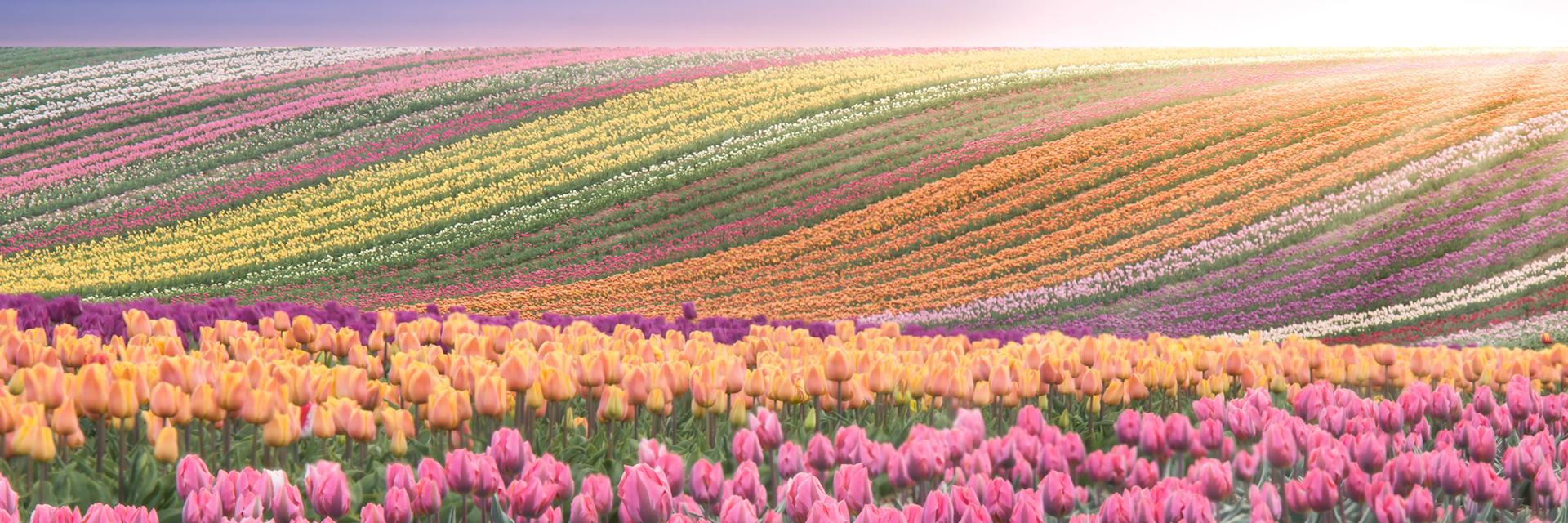 Tulip fields