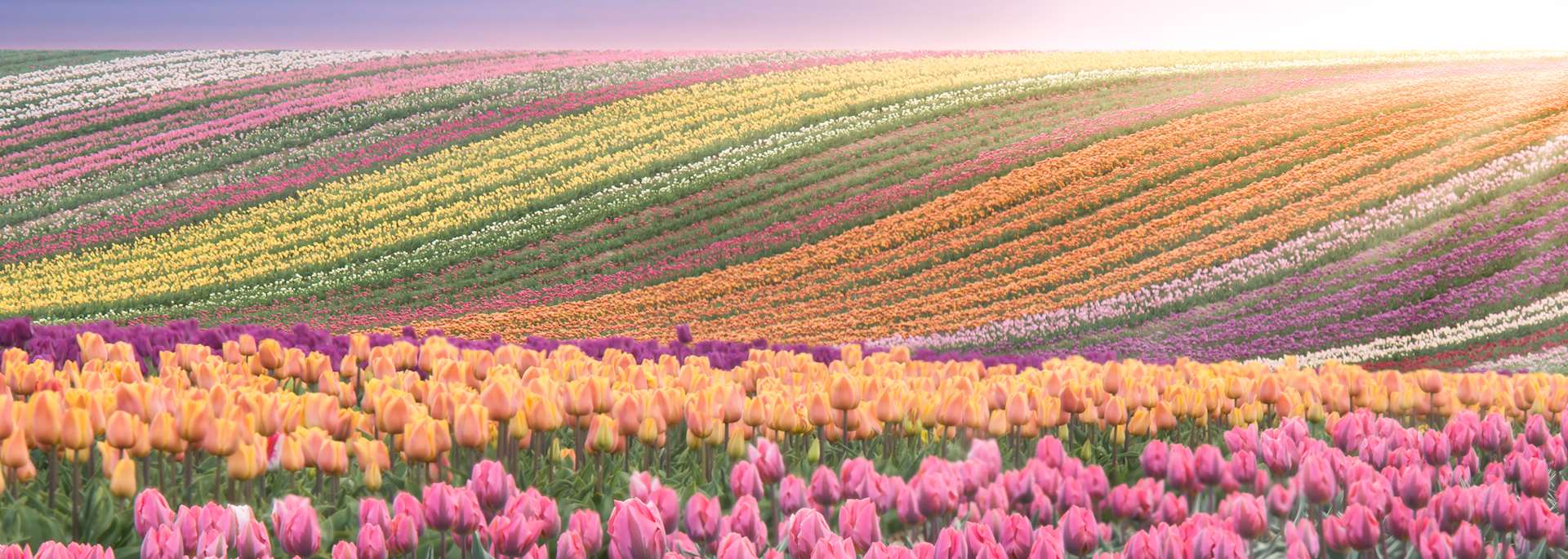 Tulip fields
