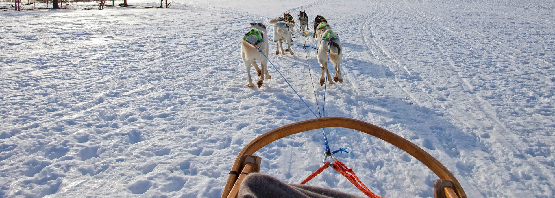 Husky sledding