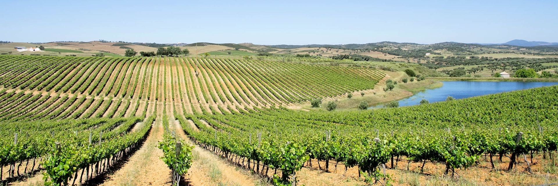 Vineyards, Évora