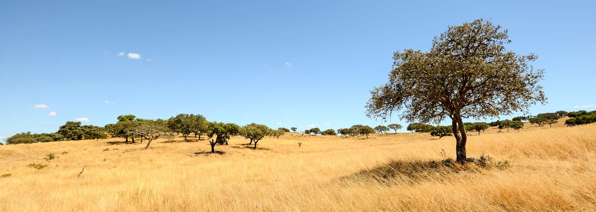 Alentejo landscape near Beja in late summer